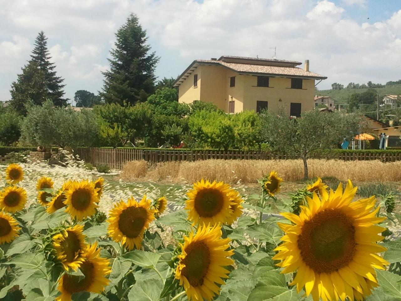 Agriturismo Il Girasole Assisi Exterior foto