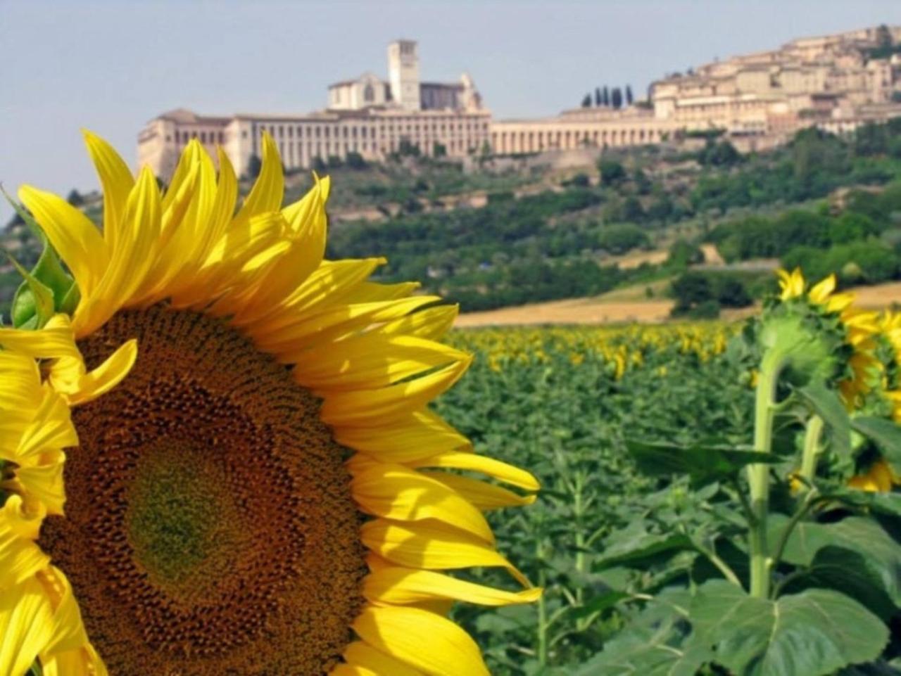 Agriturismo Il Girasole Assisi Exterior foto
